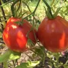 Two ripe red tomatoes hanging on a vine amidst green leaves.