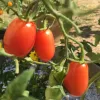 Three ripe red tomatoes hanging from green vines in a garden setting.