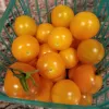 A teal basket filled with shiny yellow tomatoes of various sizes, sitting on a neutral-toned surface.