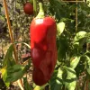 A ripe red pepper hanging from a green plant, surrounded by lush leaves with a blurred tomato in the background.