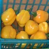 A teal basket filled with bright yellow bell peppers, showcasing a mix of smooth and slightly imperfect surfaces.