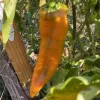 A close-up of an elongated orange pepper hanging from a green plant in a garden, with some green leaves and a wooden stake visible in the background.