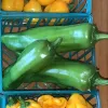 A close-up of two shiny, elongated green Numex Big Jim peppers in a blue basket, with small yellow peppers nearby.