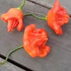 Three irregularly shaped bright orange peppers with glossy skin on a dark wooden surface.