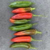 A horizontal arrangement of green and red peppers on a gray surface, showcasing a gradient of color from green to red.