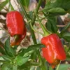 Two ripe Trinidad Scorpion peppers, bright red and slightly wrinkled, hanging from a green plant with glossy leaves.
