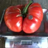 A large, ripe red tomato on a digital scale reading "3.0," with a quarter beside it for size reference, set against a wooden background.
Feel free to adjust any specific details if needed!