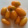 A cluster of orange-yellow Amish Gold tomatoes on a white background, varying in size and shape, with one larger tomato having a green stem.