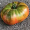 A large, irregularly shaped Tomato-Ananas-Noir lies on a gray surface, displaying a mix of green, orange, and red colors.