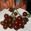 A hand holding a cluster of ripe red-brown cherry tomatoes and one green tomato on a white plate.
