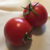 Two ripe red tomatoes with green stems, resting close together on a light background.