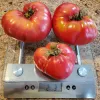 Three large pink tomatoes sit on a digital kitchen scale, weighing 2.37 pounds, against a granite countertop.