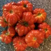 A pile of vibrant red Costoluto Genovese tomatoes with ribbed surfaces arranged on a blue countertop.