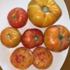 A collection of six tomatoes on a white plate, featuring three large yellow-orange tomatoes and three smaller red tomatoes, two of which are halved.