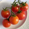 A cluster of six glossy red tomatoes on a white plate, connected by a green vine.