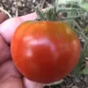 A ripe red tomato held in a person's hand, with a green stem and leaves at the top, set against a blurred natural background.