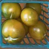 A blue plastic basket filled with round, green tomatoes of varying sizes, with glossy skins and slight blemishes.