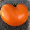 A large heart-shaped orange tomato with a smooth surface and green leaves on top, sitting on a dark textured surface.