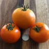 Three ripe orange tomatoes on a wooden surface, with a quarter placed in the center for scale.