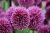 Allium