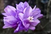 Brodiaea
