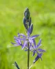 Camassia