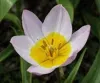 Tulipa bakeri has soft pink petals and an orange center.