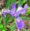 Iris douglasiana