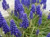 Muscari