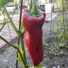 A glossy red pepper hanging from a green plant, with a blurred garden path in the background.