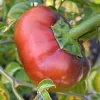 Close-up of a ripe red Romanian Gogosari bell pepper on its plant, with a green stem and surrounding leaves.