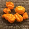 A group of six bright orange habanero peppers on a textured brown background.