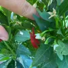 A close-up of a pepper plant with red peppers and white flowers, with a hand pointing at the peppers.
