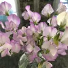 A bouquet of soft pink and white sweet pea flowers in a clear glass vase against a blurred background.
