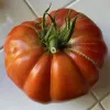 A ripe, glossy red tomato with a slightly irregular shape, topped with green leaves and a stem, resting on a light-colored tile surface.