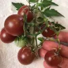 A cluster of ripe red tomatoes with green leaves, one unripe green tomato, and a human hand for scale.