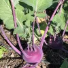 Two round purple kohlrabi bulbs with green leaves growing from their tops, surrounded by soil in a garden setting.