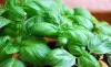 Basil leaves