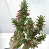Austrocylindropuntia subulata Judy Hecht