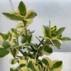 Crassula sarmentosa Variegata Judy Hecht