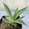 Agave-celsii-multicolor-MG-Judy-Hecht