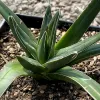 Agave-victoriae-reginae-MG-Judy-Hecht