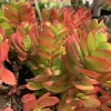 Crassula-ovata-Money-Maker-MG-Judy-Hecht
