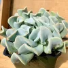 Echeveria-Topsy-Turvy-MG-Judy-Hecht