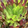 Close-up of a green Aeonium succulent with reddish-brown tips on its fleshy leaves, featuring water droplets.