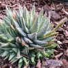 A close-up of a dense cluster of Aloe brevifolia with thick, pointed, spiky green leaves in a bed of brown bark mulch.
