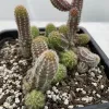 A cluster of Echinopsis chamaecereus (Peanut Cactus) in a black pot, showing green stems heavily covered with white spines, planted in soil.