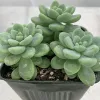A cluster of Sedum clavatum succulents with thick, pale green leaves in a dark green pot, set against a light background.