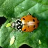 A lady beetle with an orange body and black spots is eating a green aphid on a leaf.