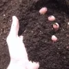 Soil